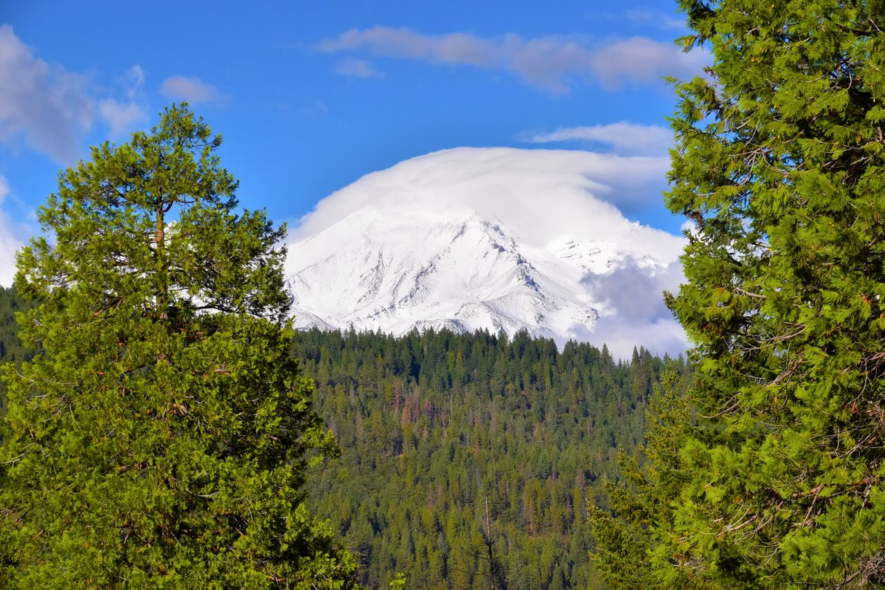 Stunning view of a snow-capped mountain surrounded by a lush green pine forest under a vibrant blue sky.