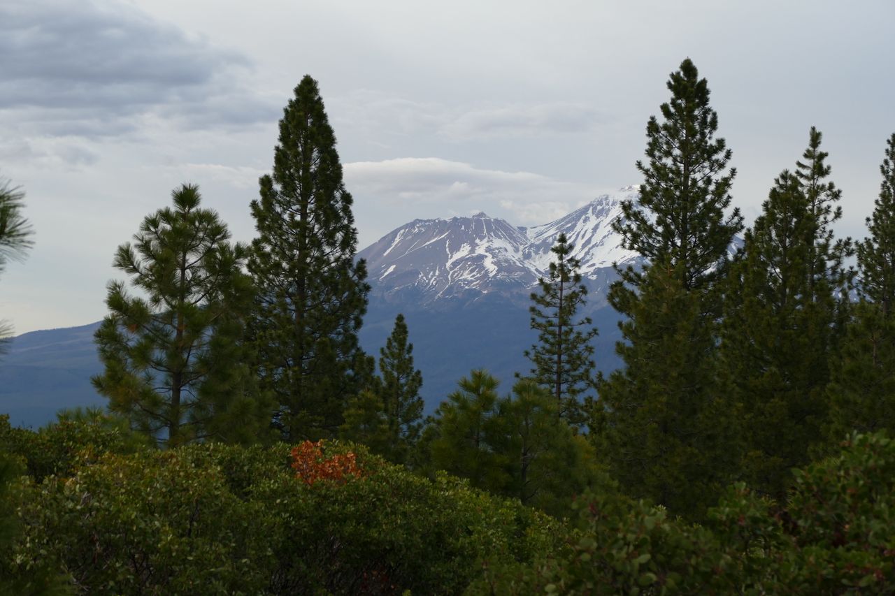 Breathtaking view of Mount Shasta framed by lush forest trees in California.